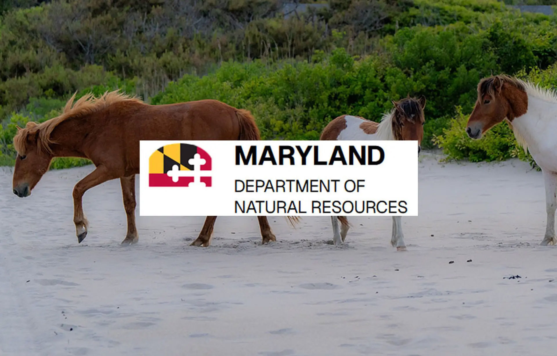 MD Logo Tile