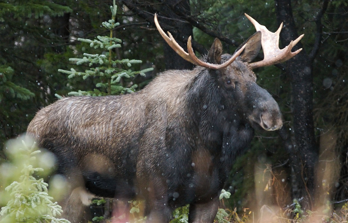 Aspira CAN Moose Moraine Lake